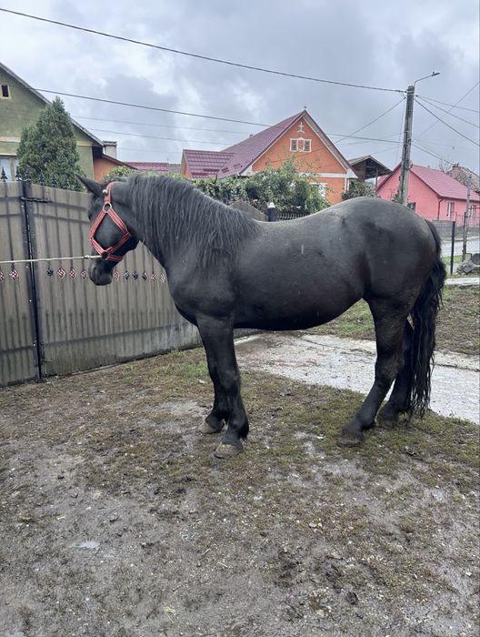 Vând iapă blandă si tânară.