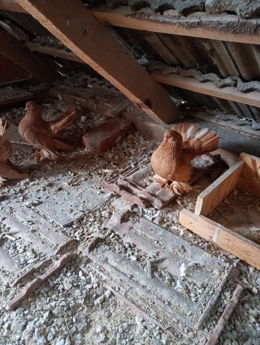 Vând trei femele și un mascul rostow