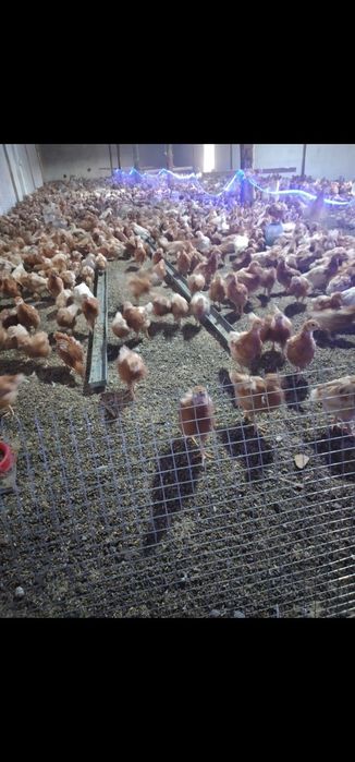 Ломан Браун несушки тауык