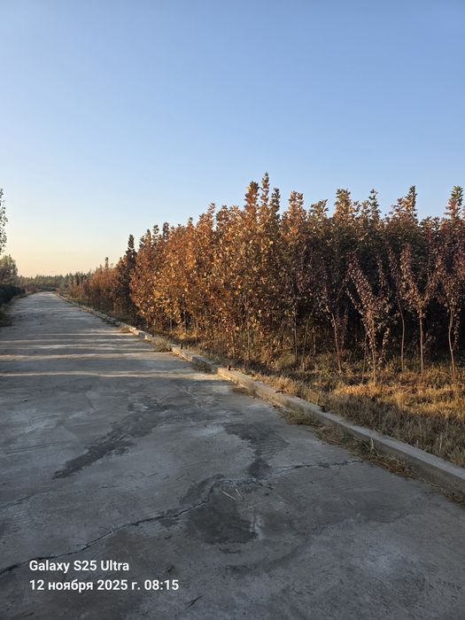 Чинор дарахт тошкентда