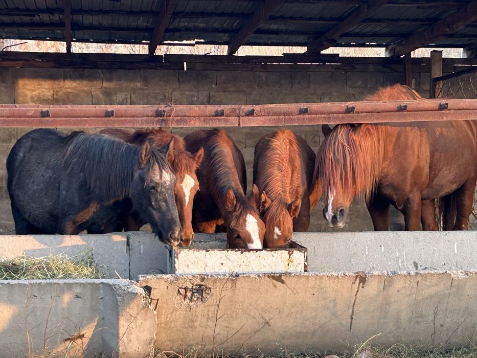 Продам лошадей