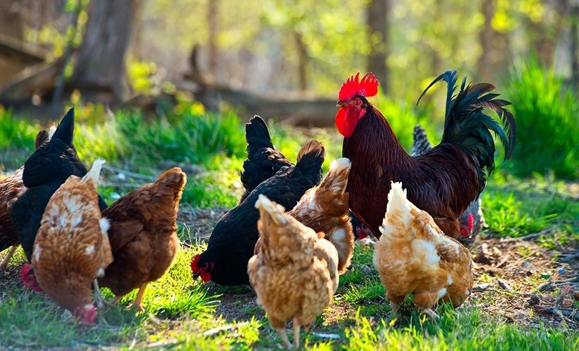 Продаетса курочки петухи   Несут яйцо