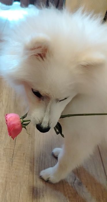 Отдам собаку Японского шпица 10 месяцев