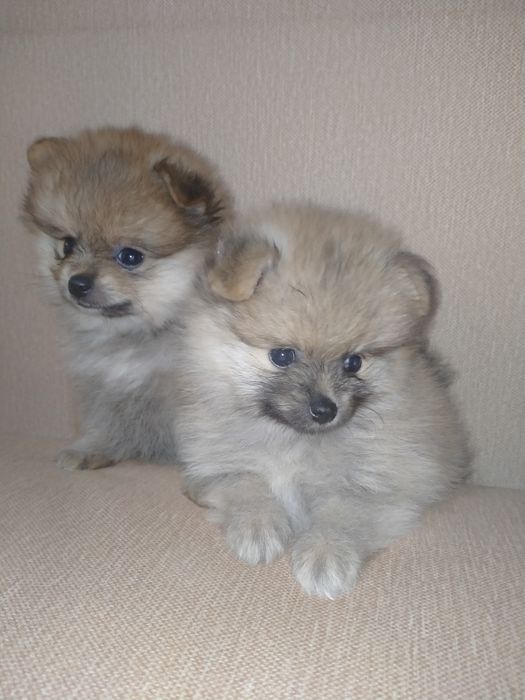 Померанский шпиц