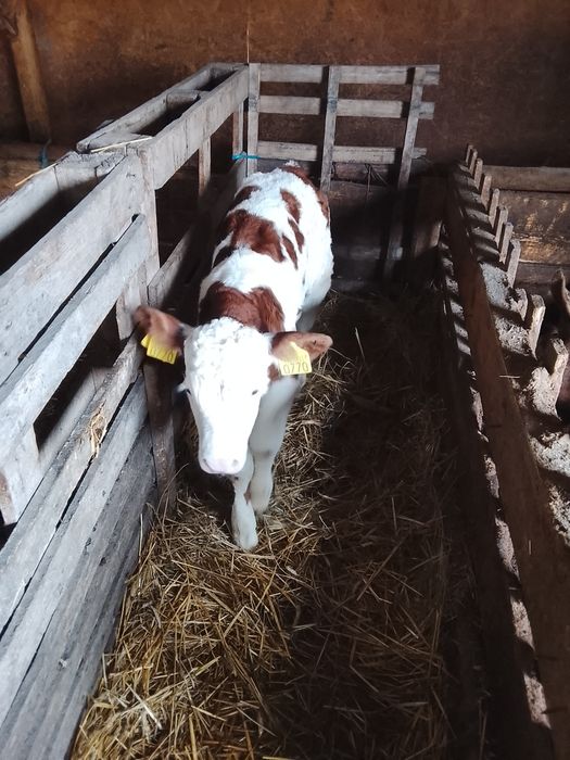 Vând tăuraș bălțat
