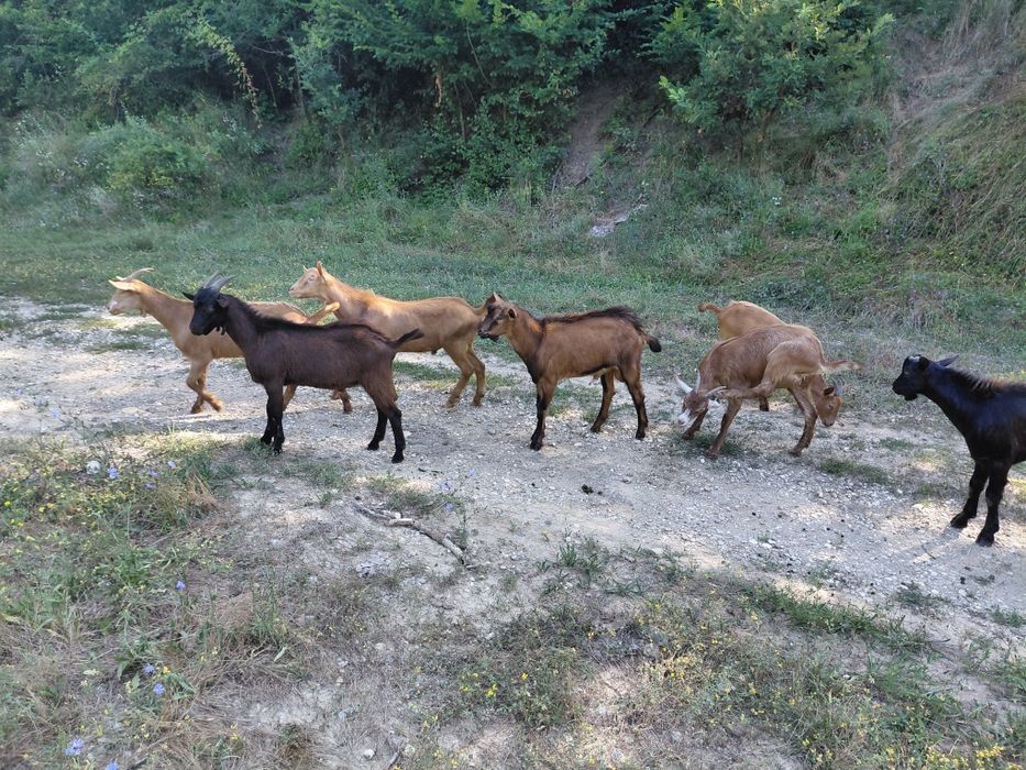 Vând iede ,tapi și o capra