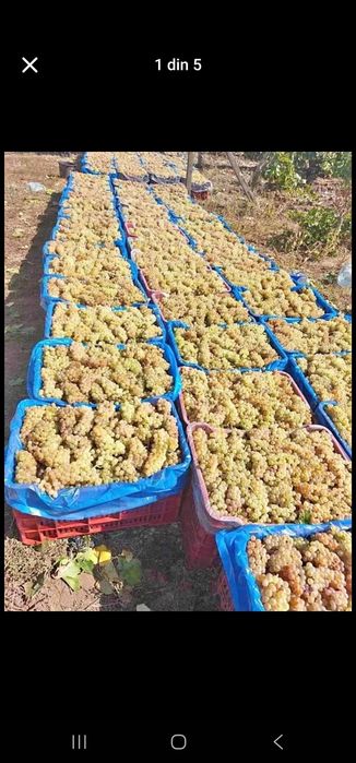 Struguri de vin alb si negri