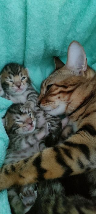 В продаже бенгальские котята