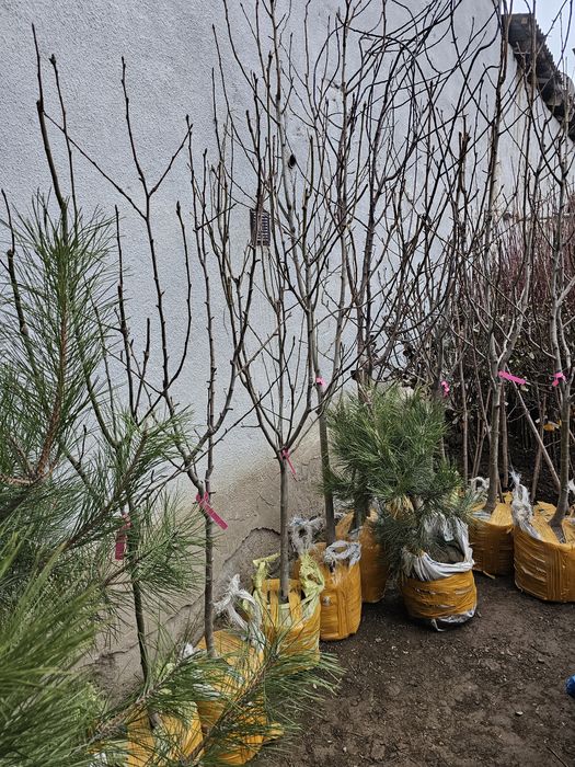 Фруктовые саженцы