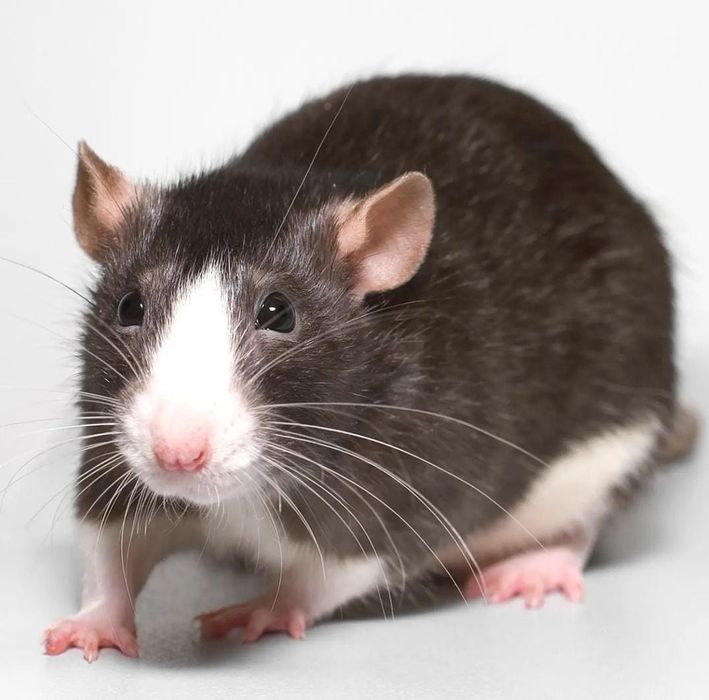 Крысы кормовые ice