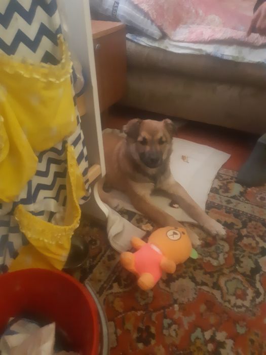 Найдена собака девочка.