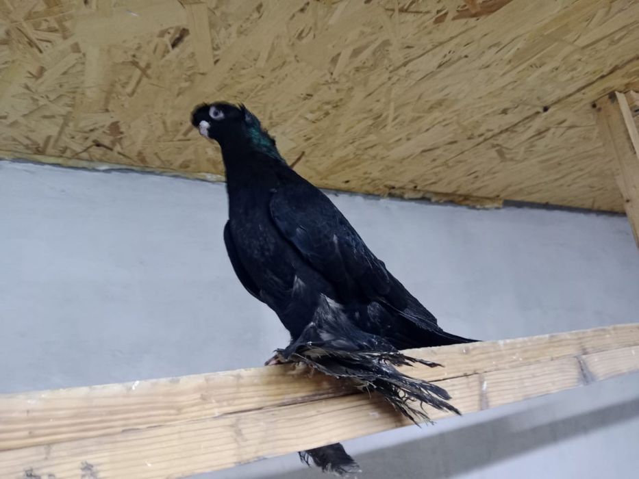 Продам   голубей