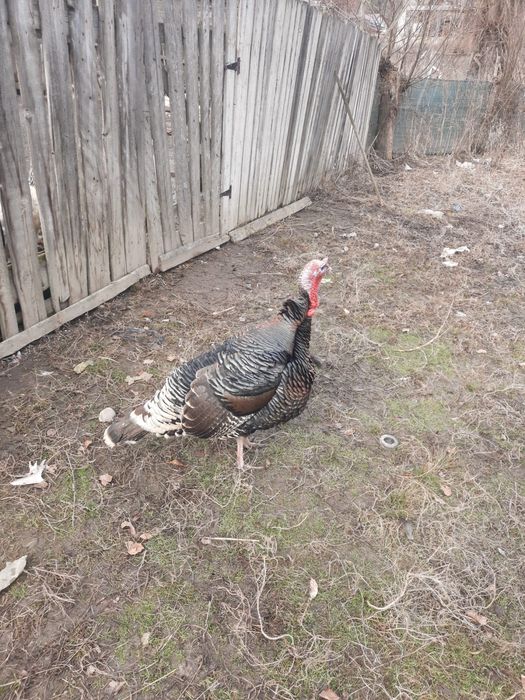 Curcani Maronii si Negri