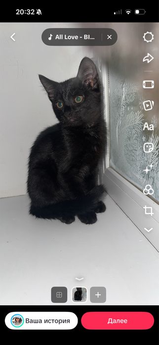 Котята маленький 4-5 месяца