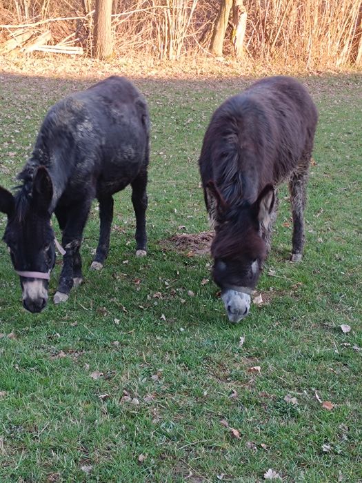 Măgărițe de vânzare