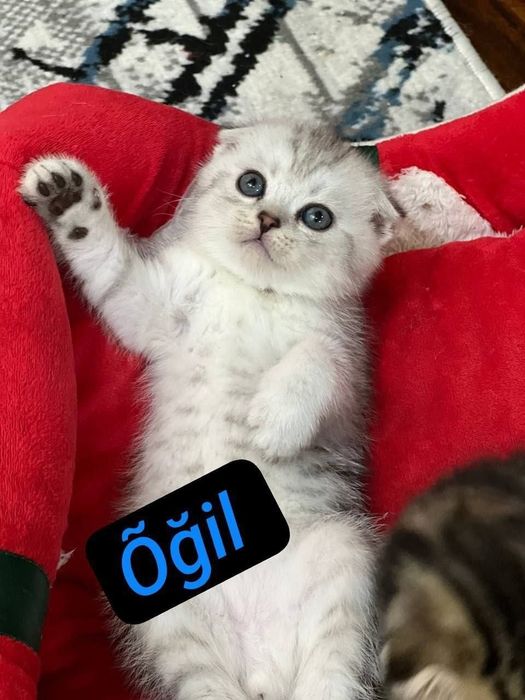 Skotish fold mushukchala скотишфолд котятя