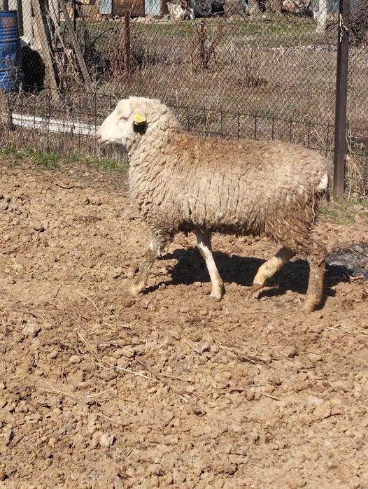 Продам жирного барашка