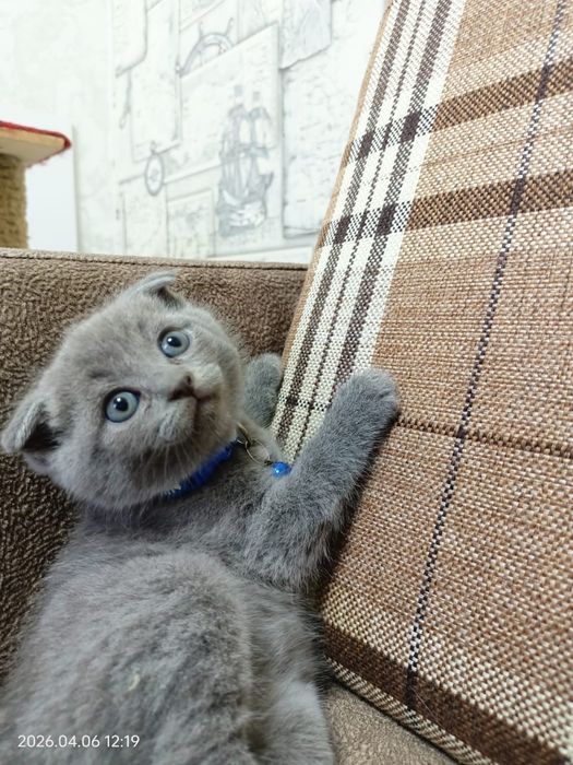 Продаются котята