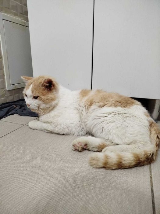 Срочно дом котику (британец, 4 года)