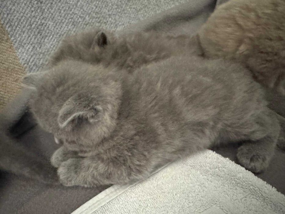 British Shorthair