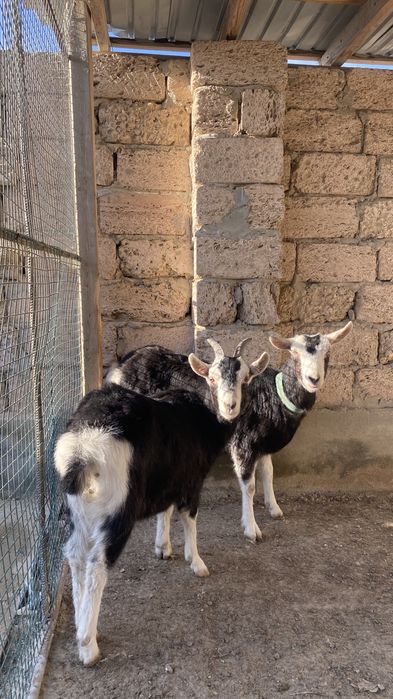 Ешкі сатылады Альпи санго