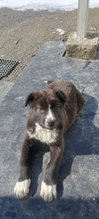 тобет, казахский боевой тобет