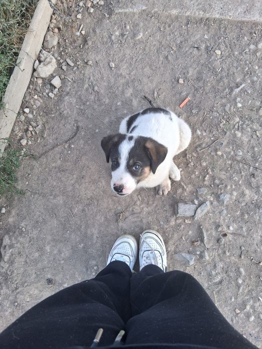 Donez câine, Baia Mare