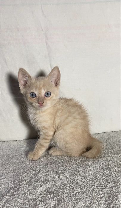 Отдам котят в хорошие руки)