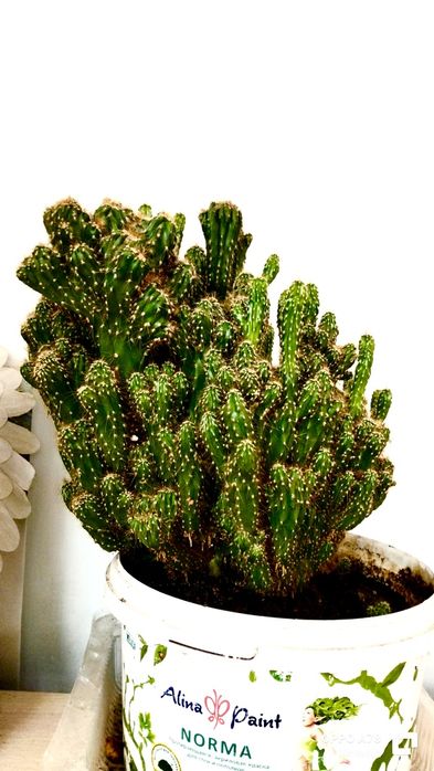 Продам большой кактус