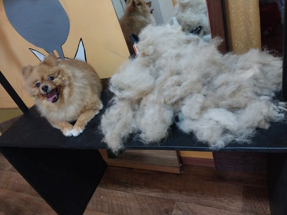 Груминг с выездом на дом.