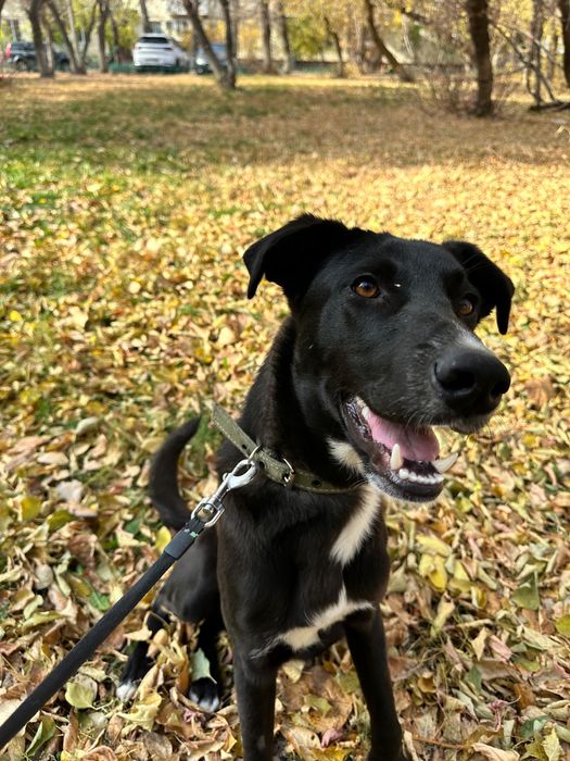 Ищем семью для Сириуса