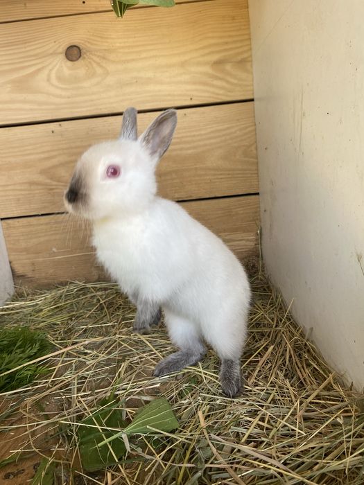 Pui de iepure REX PITIC, cu varsta de 4 luni, femelă