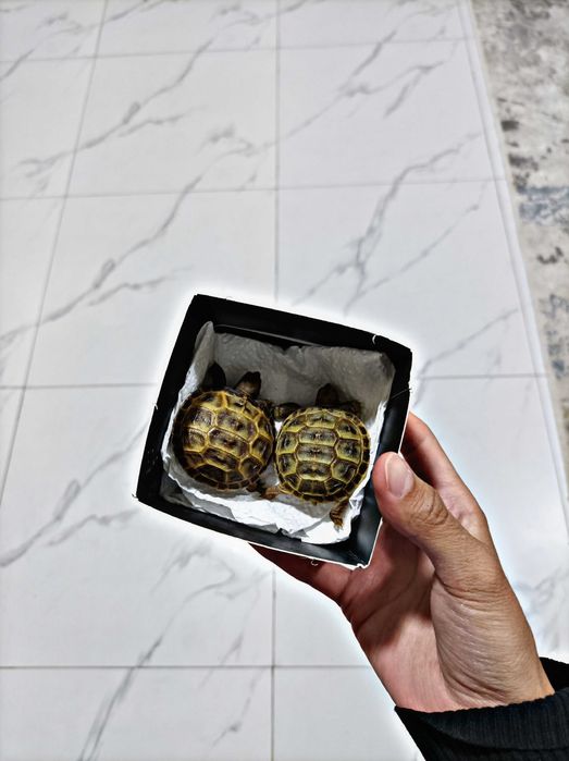 Toshbaqa bolalari sotiladi! (Продается черепашки!)