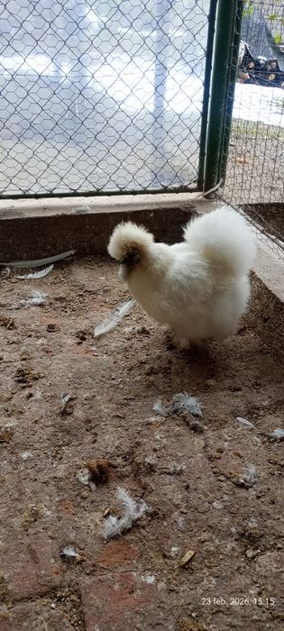 Vând mătase japoneză