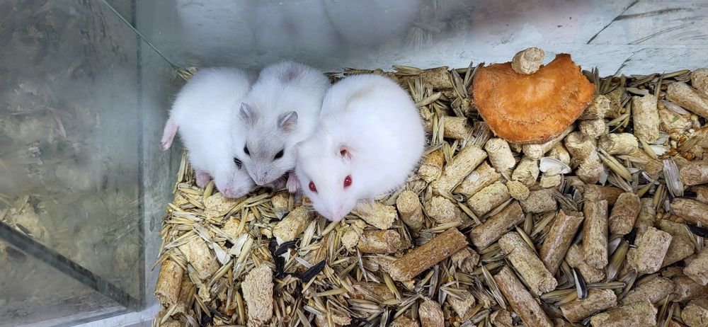 Джунгарские хомяки