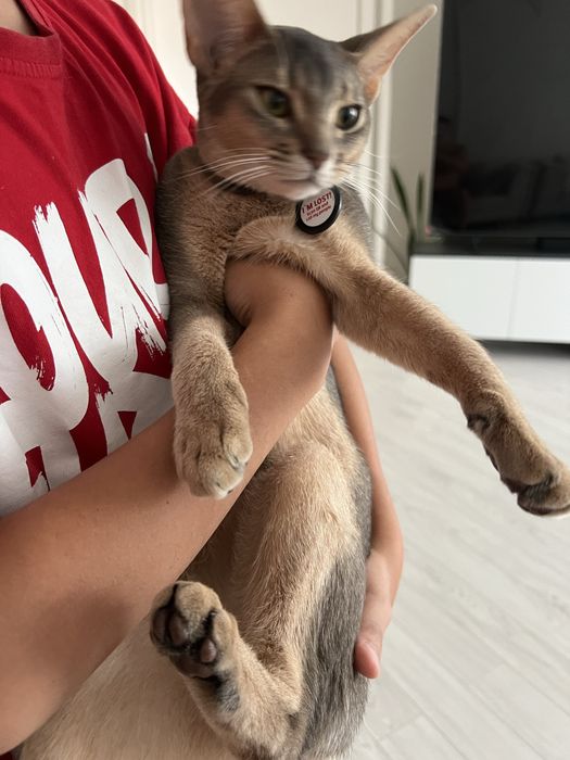 Аббисинская кошка