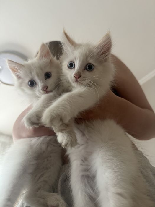 Котяты близняшки брат и сестра