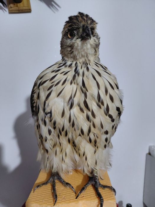 Uliu impaiat taxidermie U3