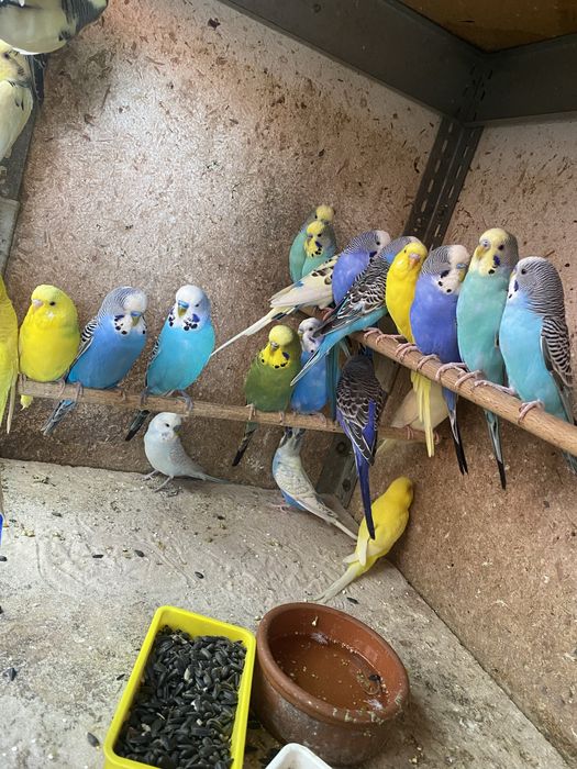 Perusi pui-productie proprie