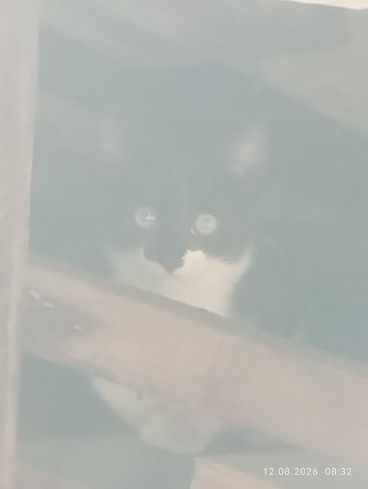 Бесплатно  отдаю котят