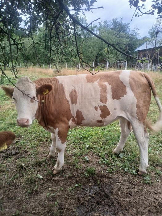 Vând 4 juninci si un tauras