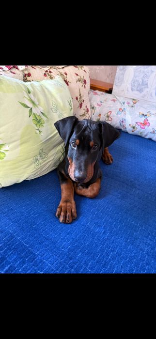 Doberman de vanzare 3 luni