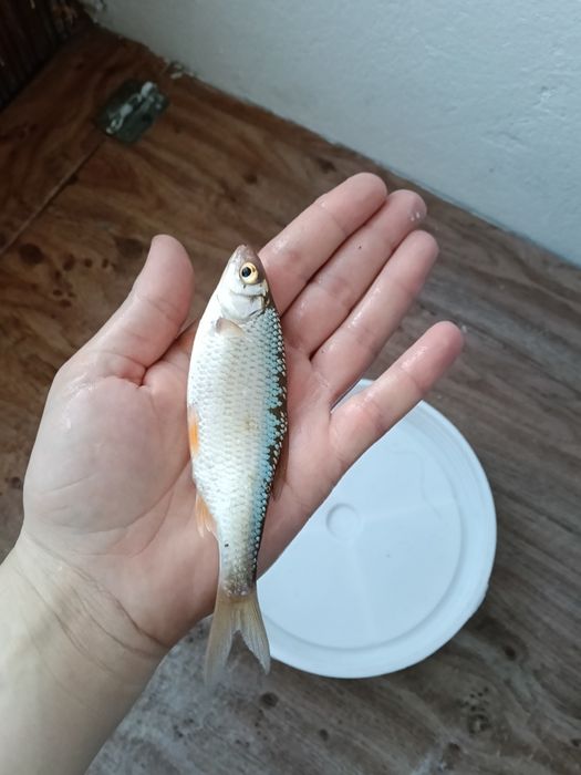 Живец           .