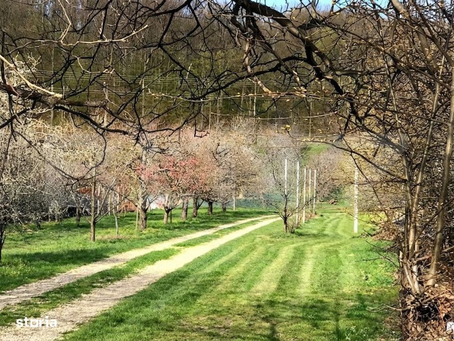 Teren mixt -construibil (intravilan) + livada matura (Extravilan) –