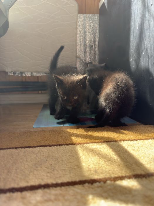 Отдам двух мальчишек !