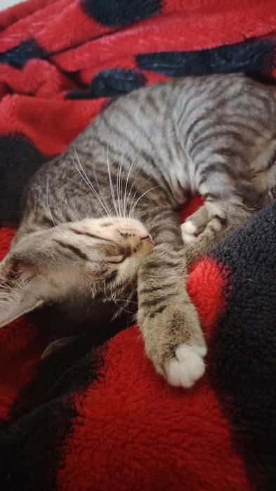 Dau spre adopție 3 pisicute