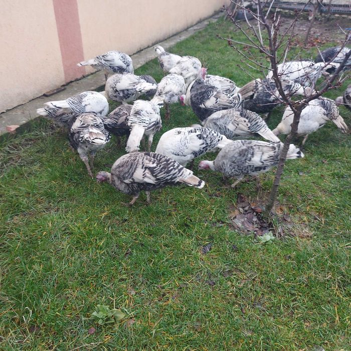 Curcani curci de vanzare