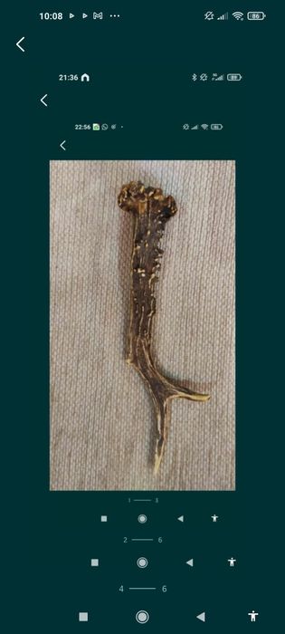 Corn cerb pentru cuțit , panoplie sau altele.