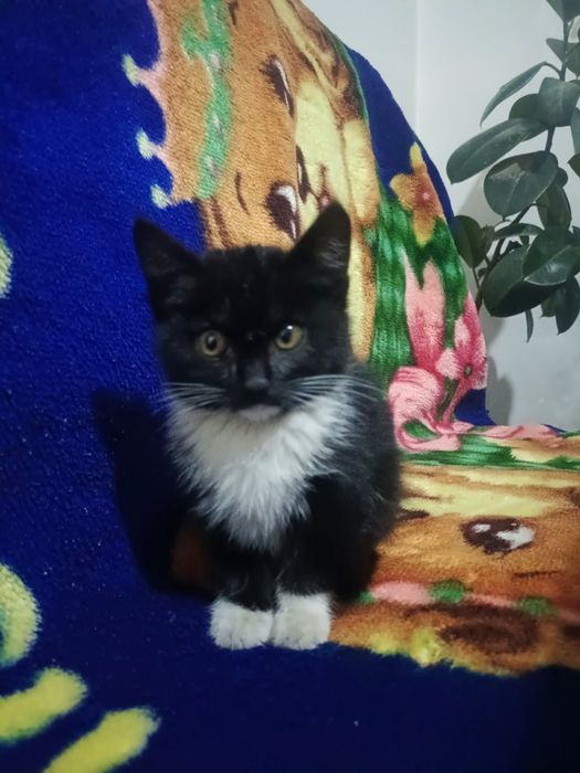 Отдам котёнка в добрые руки