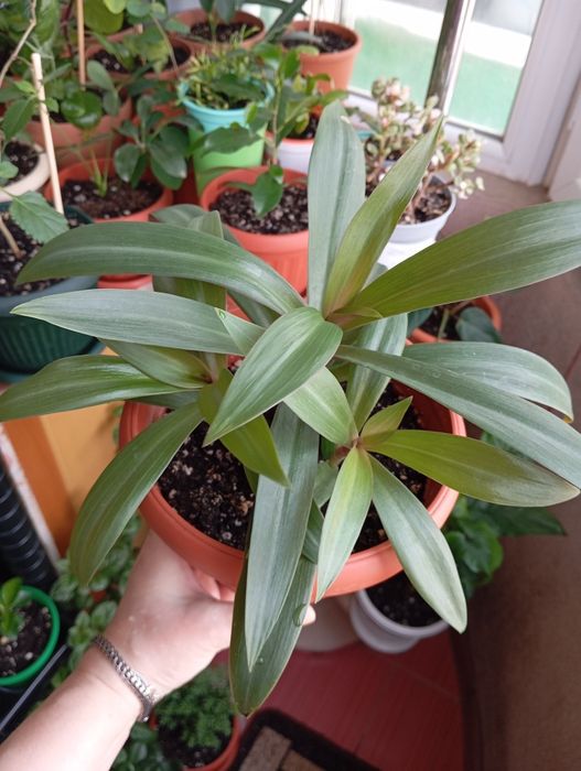 Продам цветы комнатные